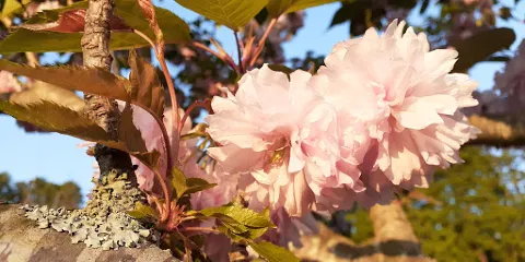 杜鵑 竹之古場公園
