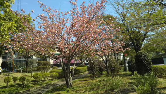 Yotsukaido