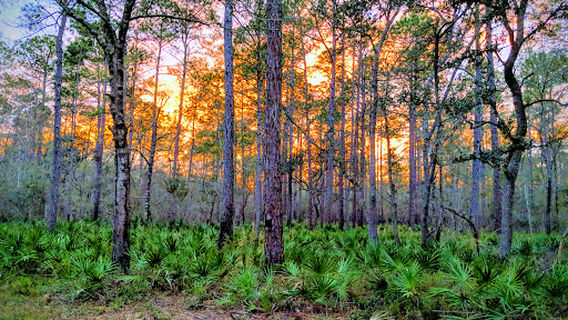 Middle Aucilla River Wildlife Management Area