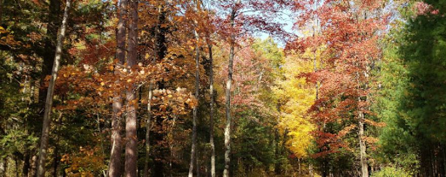 Timber Creek Campground