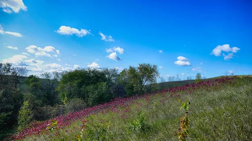 Lake Brophy County Park
