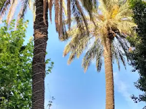 Jardin 11 décembre 1960, Chlef