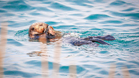 Waterfront Playground
