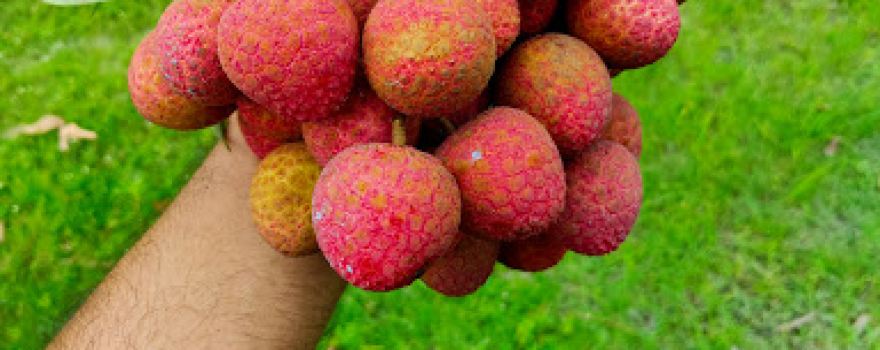 Lichi Garden, Dinajpur