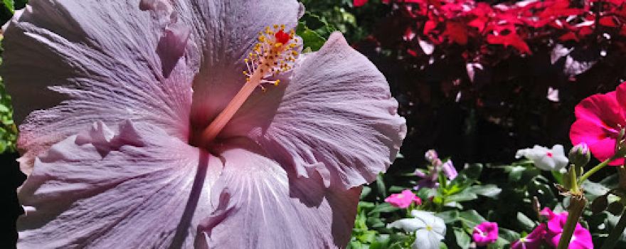 Vivero Verónica