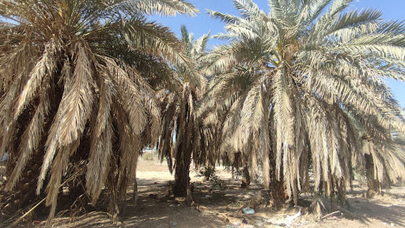 Medina