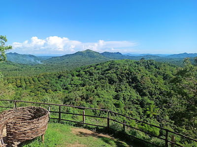 Buhay Forest