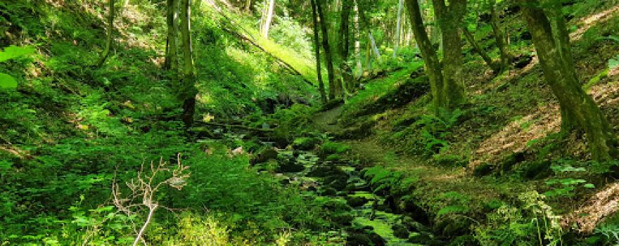 Hölzbachklamm