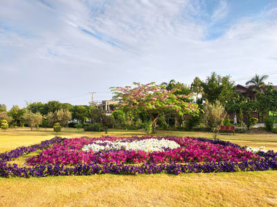 Shalman Park