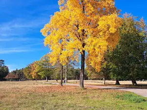Brachter Wald