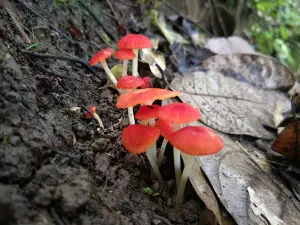 Puncak Saragodung