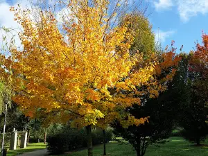 City of Penafiel Park