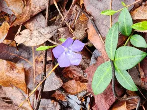 Tallulah Gorge State Park