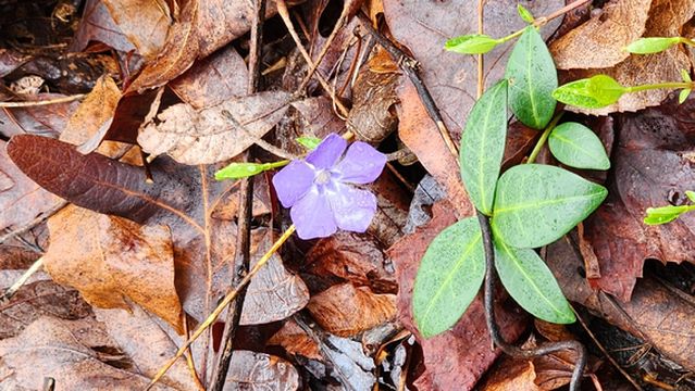 Tallulah Gorge State Park