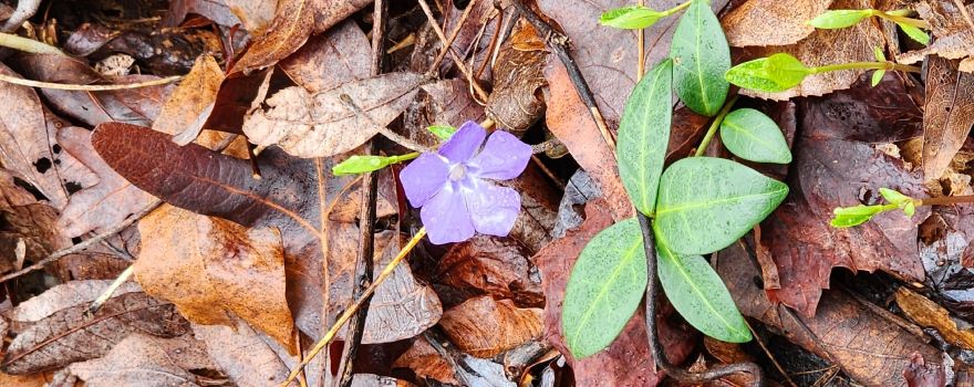 Tallulah Gorge State Park