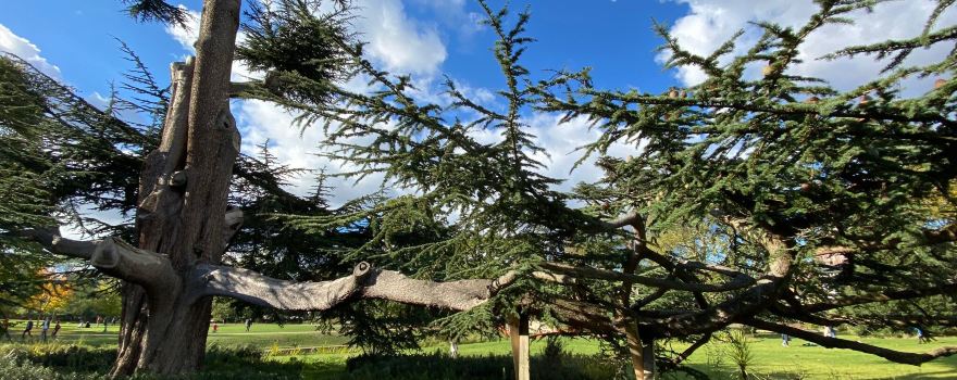 Walpole Park