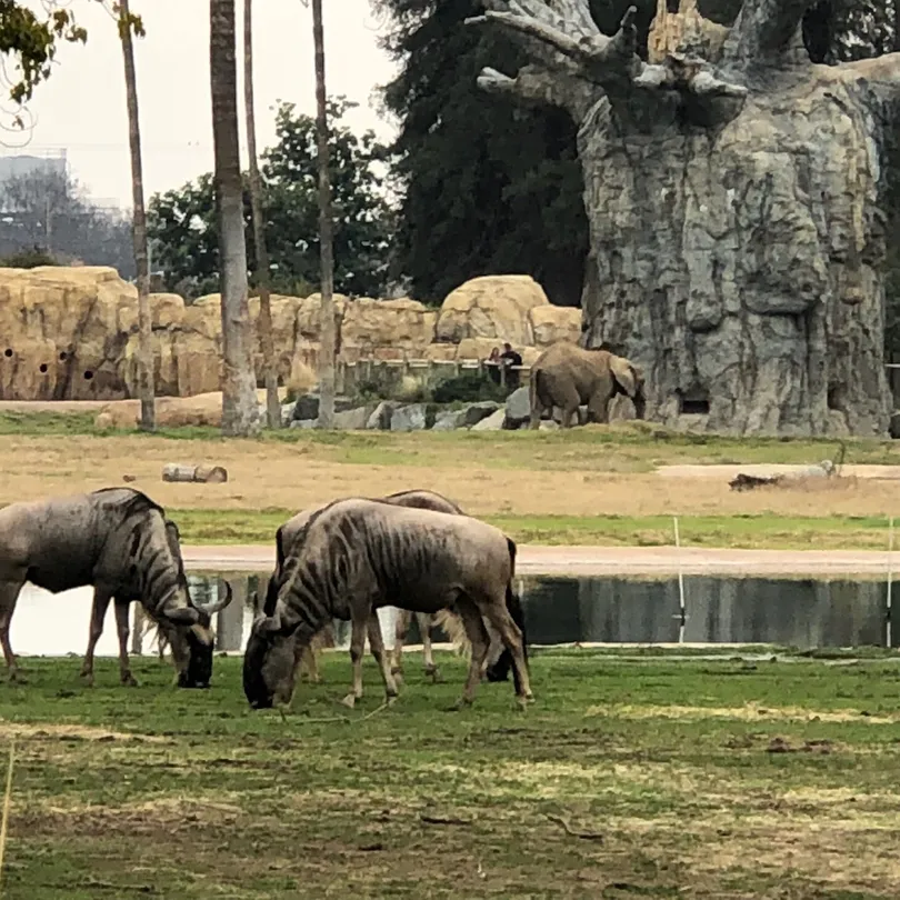 4_Fresno Chaffee Zoo
