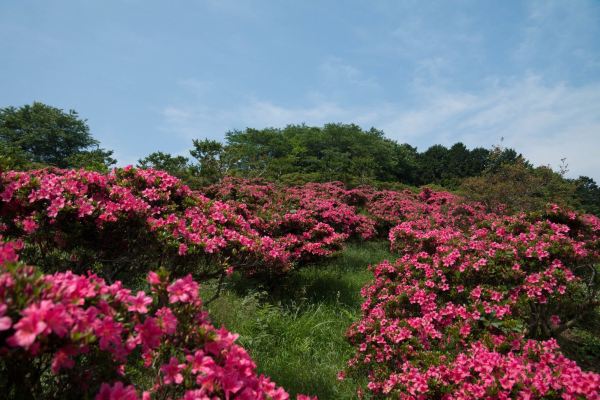 IBARAKI FLOWER PARK