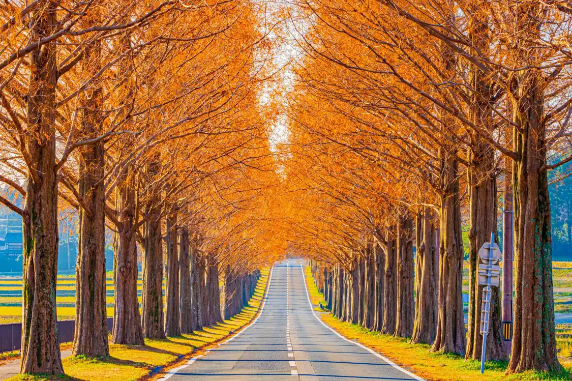 Hotels near Makino Highland