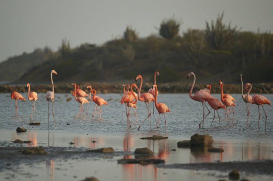 WannaBike Curacao
