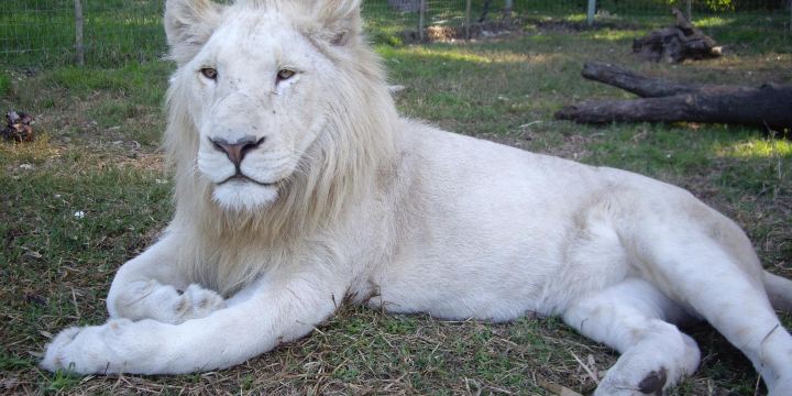Seaview Lion Park