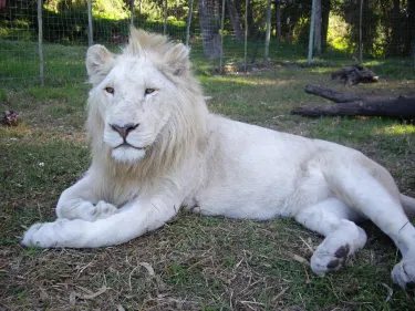 Seaview Lion Park