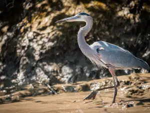 Palo Verde Boat Tours