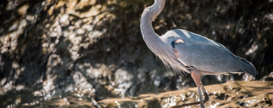 Palo Verde Boat Tours