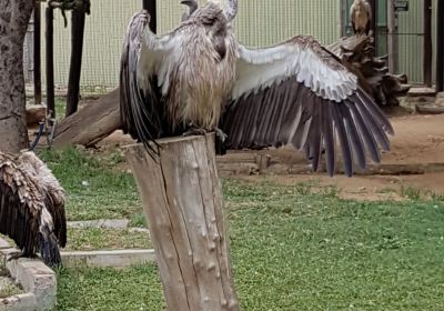 Moholoholo Animal Rehabilitation Centre