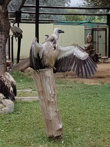 Moholoholo Animal Rehabilitation Centre