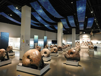 巨大な北海道のアンモナイト(博物館級 北海道三笠】アンモナイトが沢山いる博物館 | Trip.com 三笠