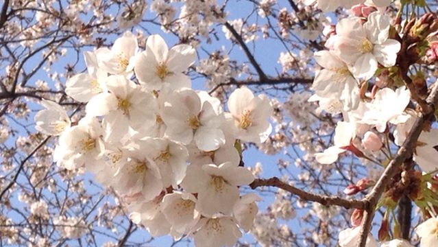 Kusanagi Sports Complex