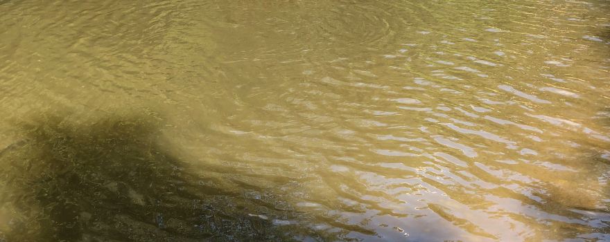 Buck Creek Trout Farm