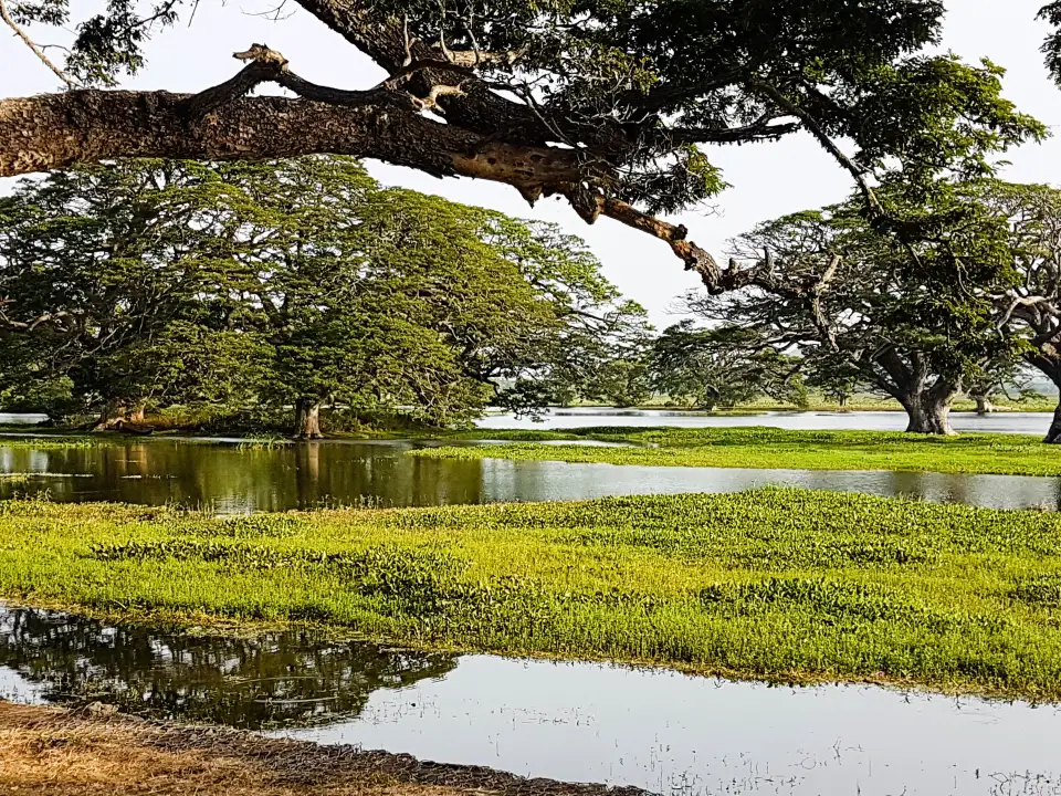 3_Tissa Lake
