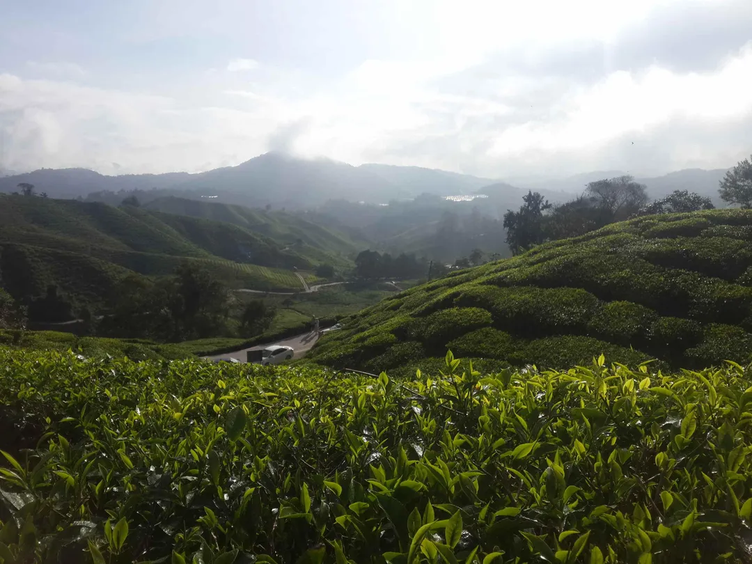 5_Discover Cameron Travel & Tour