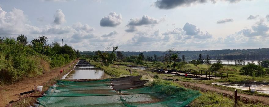 Lakeside Fish Farm