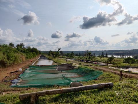Lakeside Fish Farm