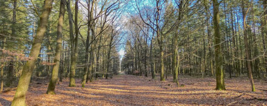 Boswachterij Gees