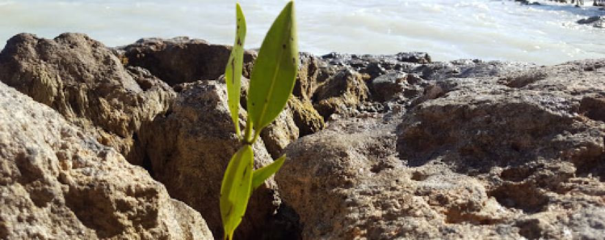 Mangrove Park