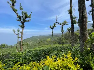 Seethargundu Viewpoint