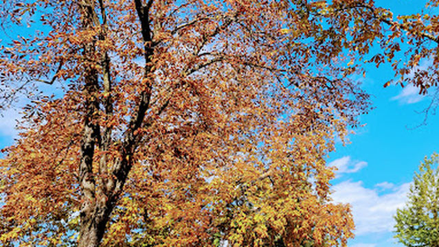 Skatepark of Plainpalais