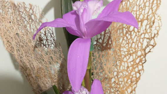Orquídeas Belén