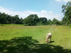 Luitporia Field, Dhing