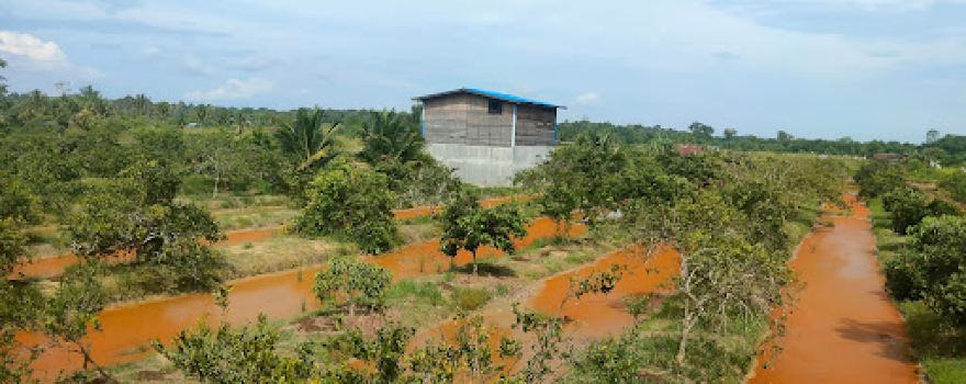 Kebun Djoeragan jeruk Labanan