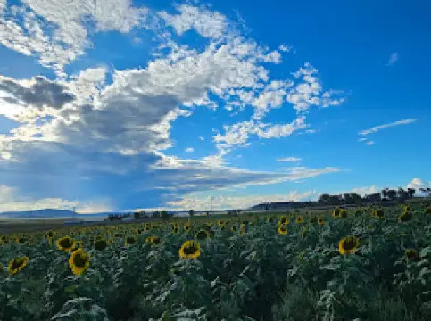 Warraba Sunflowers