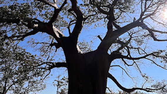 FatherTime Baobab Tree