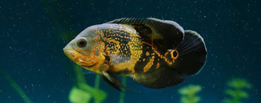 Nt Aquatic & Petcare