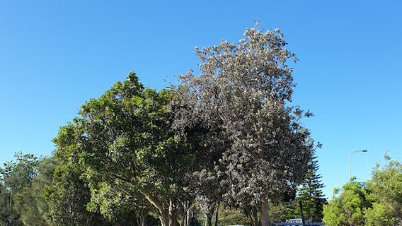 Mosman