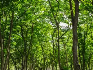 피안 공원