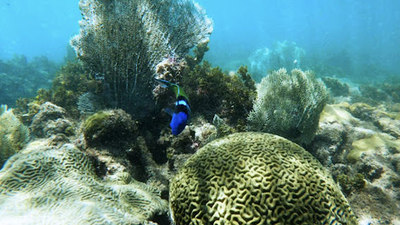 Champion Snorkel